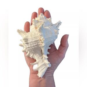 Large White Murex Ramosus Natural / Real Conch Seashell Shell Aquarium Decor 6”